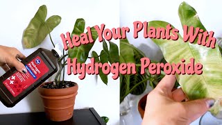 Benefits of Hydrogen Peroxide on Houseplants  Hydrogen Peroxide for Root Rot amp Pest Management [upl. by Krenn]