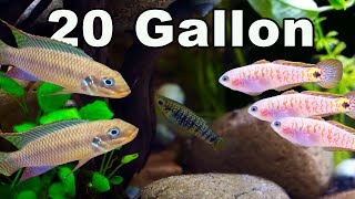 Fish You Can Keep Together in a 20 Gallon Community Aquarium So Many Options [upl. by Riffle]