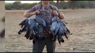 Lances a palomas torcaces con cimbel con Juanvi Llobell [upl. by Iline370]