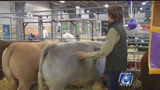 Calallen freshman wins big at Nueces Co Junior Livestock Show [upl. by Kcirddehs873]