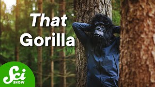 What That Famous Gorilla Suit Study Didn’t See [upl. by Akemet]