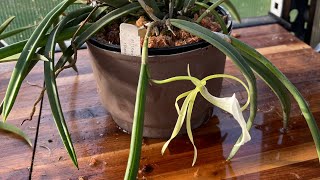 Brassavola Nodosa repot [upl. by Jessika]