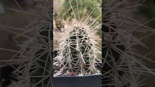 Echinocereus coccineus kaktusy cactus [upl. by Oab]