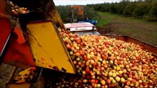 Récolte pomme à cidre [upl. by Neona]