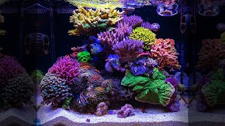 NANO TANK DREAM  SPS wonder of Florida  35 Gallon REEF AQUARIUM corals [upl. by Seuqcaj]