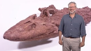 Neil Shubin U Chicago Finding Tiktaalik the Fossil Link Between Fish and Land Animals [upl. by Corie]