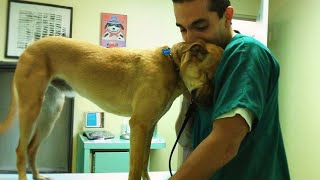 When your dog found comfort in the vets embrace 🐶 Funniest Dog Reaction [upl. by Yun]