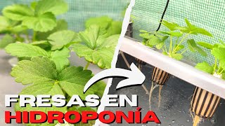 Como cultivar FRESA HIDROPÓNICA casera 🍓 Paso a paso ✅ [upl. by Gyatt288]