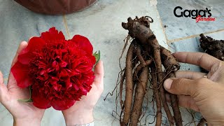 How to Grow Peony Bulb  Tuber  Rhizome  Paeony  Peonies [upl. by Ahsats]