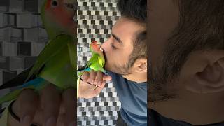 Mini vlogs with birds 🦜birds baby care birds lovebirds birdslover pets parrot minivlog [upl. by Adaminah534]