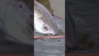 Atlantic Salmon Destroys Dry Fly [upl. by Elbert327]