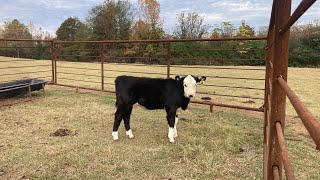 Creep feeding calves [upl. by Messere]