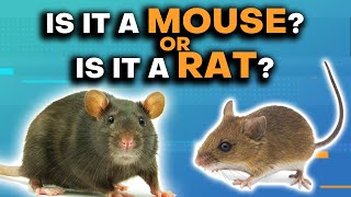 Mice amp Rats Whats The Difference [upl. by Auroora]