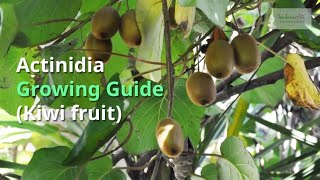 Actinidia growing Guide [upl. by Sikko]