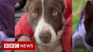 Border collie smash Worlds record for the most expensive sheepdog  BBC News [upl. by Euqor]