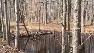 The Sounds of Wood Frogs [upl. by Elka]