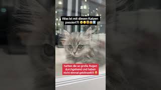 Die ARMEN Katzen brauchen Hilfe 😔😭💔🐈 cats cat kitten kitty kittens viral fyp trending [upl. by Merc]