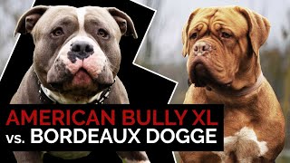 American Bully XL vs BordeauxDogge  Aggressive Kampfhunde oder Familienhunde Training amp Infos [upl. by Lemkul]