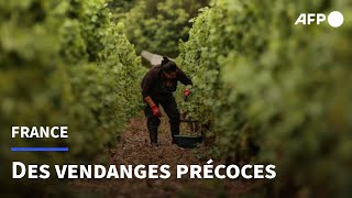 Dans le Bordelais des vendanges extrêmement précoces dues aux fortes chaleurs  AFP [upl. by Willamina550]