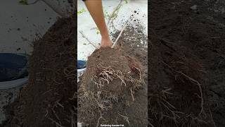 🧐Hibiscus Plant Root Pruning And Repotting [upl. by Naerb51]