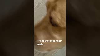 Try not to Boop￼there snootswienerdog labradorretriever [upl. by Ahsieyk]