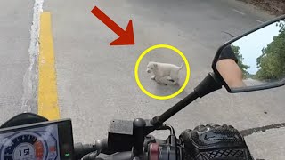 A stray puppy ran into the street to block a motorbike hoping to get help from the man [upl. by Ikkim848]