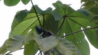 Thraupis abbas  Yellowwinged Tanager [upl. by Bakeman53]