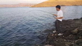 Cat Fish  Millerton Lake CA [upl. by Haim158]