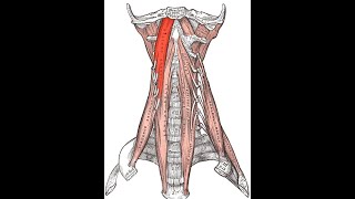 Longus capitis exercise [upl. by Demeyer]