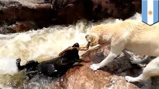 Epic dog rescue video appears to show yellow lab rescue his pal from raging river rapids  TomoNews [upl. by Aimik]