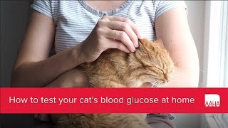 How to test your cats blood glucose at home [upl. by Sari772]