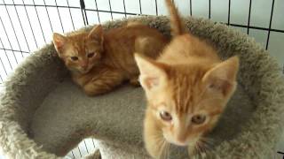 Two Feral Orange Tabby Kittens [upl. by Kenzie727]