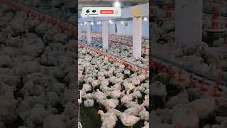 Broiler Chicken Day 34🐓 chicken poultryfarming broiler shorts youtubeshorts viralshorts [upl. by Haneeja927]