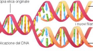 DNA struttura duplicatione e funzione [upl. by Sower]