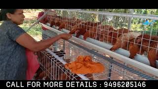 Poultry Cage making for layer hen [upl. by Gregoor]