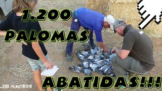 1200 PALOMAS MAGNIFICA TIRADA Palomas en Guadamur LZB HUNTERS EN Media veda [upl. by Gavin503]