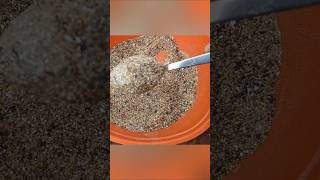 Organic home made fertilizer for flower plants terrace garden Sresta gardenmore blooms [upl. by Bleier401]