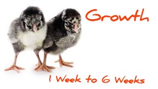 Wyandotte Chickens  Growth 16 weeks Beginner chics [upl. by Inalial]