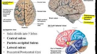 Chapter 12 Lecture A Brain Ventricles Cerebral White Matter [upl. by Alisia]