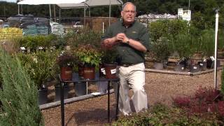 Dwarf nandinas are colorful compact shrubs [upl. by Ennyletak]