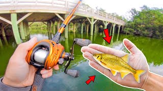 Catching GIANT Bass on LIVEBAIT Bank Fishing [upl. by Camella867]