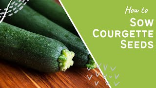 Allotment Gardening How to Successfully Grow Courgettes and Other Fall Crops [upl. by Sampson]