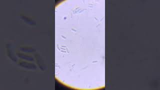 lactobacillus bacteria lactobacillus biology shortvideo motivation botanylectures shorts [upl. by Nivel94]