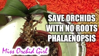 This tip helps orchids quickly take root and produce young leaves [upl. by Mckinney]