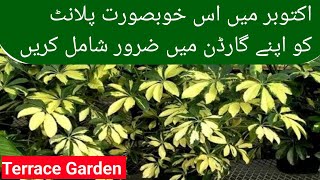 How to grow Umbrella plantSchefflerapermanent plant to grow in October [upl. by Fachan296]