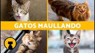 Los mejores MAULLIDOS de GATOS 🐱 ¡Gatos MAULLANDO Enojados Peleando Felices y Graciosos [upl. by Pyne723]