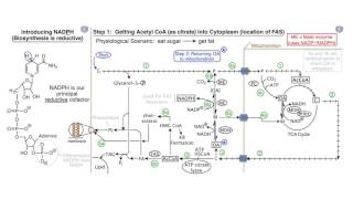 Fatty Acids and Lipid Biosynthesis [upl. by Yancey]