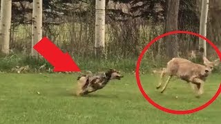 Neighborhood Dogs kill Deer [upl. by Naletak940]