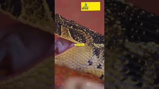 MindBlowing Facts About Reticulated Pythons 🐍🥺 [upl. by Dilahk]