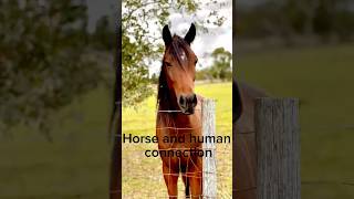 Horse and human connection alternativehorsemanship horse [upl. by Billmyre]